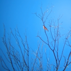 Epthianura tricolor at Chilla Well, NT - 23 May 2024 12:17 PM