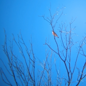 Epthianura tricolor at Chilla Well, NT - 23 May 2024 12:17 PM