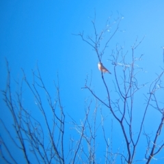 Epthianura tricolor at Chilla Well, NT - 23 May 2024 12:17 PM