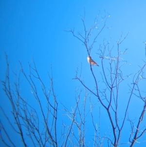 Epthianura tricolor at Chilla Well, NT - 23 May 2024 12:17 PM