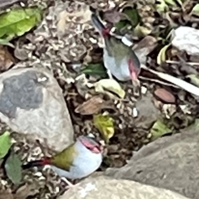 Neochmia temporalis (Red-browed Finch) at O'Reilly, QLD - 10 Jun 2024 by Hejor1