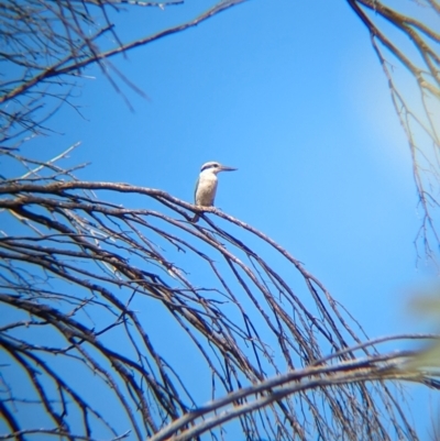 Todiramphus pyrrhopygius (Red-backed Kingfisher) at Chilla Well, NT - 23 May 2024 by Darcy