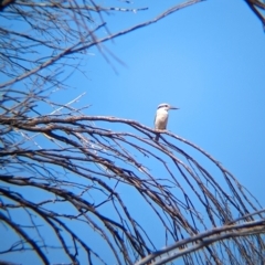 Todiramphus pyrrhopygius at Chilla Well, NT - 23 May 2024