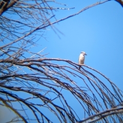 Todiramphus pyrrhopygius at Chilla Well, NT - 23 May 2024