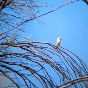 Todiramphus pyrrhopygius at Chilla Well, NT - 23 May 2024