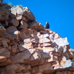 Hamirostra melanosternon (Black-breasted Buzzard) at Newhaven Wildlife Sanctuary - 23 May 2024 by Darcy