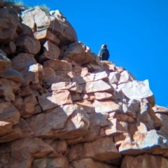 Hamirostra melanosternon at Chilla Well, NT - suppressed