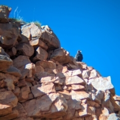Hamirostra melanosternon at Chilla Well, NT - suppressed