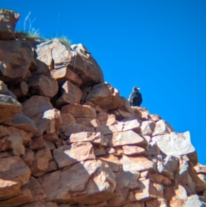 Hamirostra melanosternon at Chilla Well, NT - suppressed