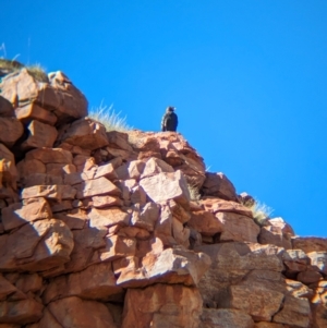 Hamirostra melanosternon at Chilla Well, NT - suppressed