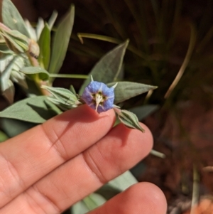 Trichodesma zeylanicum at Chilla Well, NT - 23 May 2024