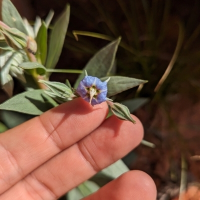 Trichodesma zeylanicum (Camel Bush, Cattle Bush) at Chilla Well, NT - 23 May 2024 by Darcy