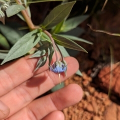 Trichodesma zeylanicum at Chilla Well, NT - 23 May 2024