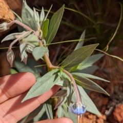 Trichodesma zeylanicum at Chilla Well, NT - 23 May 2024