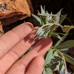 Trichodesma zeylanicum at Chilla Well, NT - 23 May 2024 12:51 PM