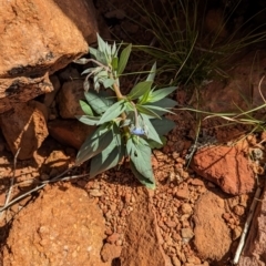 Trichodesma zeylanicum at Chilla Well, NT - 23 May 2024