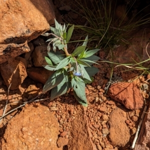 Trichodesma zeylanicum at Chilla Well, NT - 23 May 2024