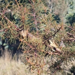 Hakea sericea (Needlebush) at Fraser, ACT - 10 Jun 2024 by WalkYonder