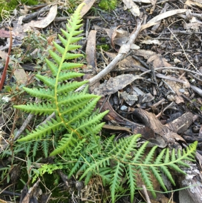 Cyathea australis subsp. australis (Rough Tree Fern) at Goulburn Mulwaree Council - 10 Jun 2024 by mcleana