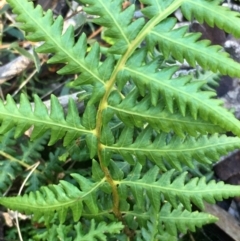 Cyathea australis subsp. australis at Lower Borough, NSW - suppressed