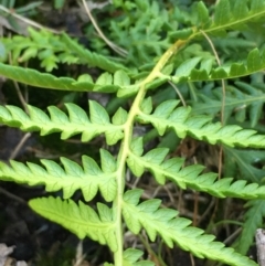 Cyathea australis subsp. australis at Lower Borough, NSW - suppressed