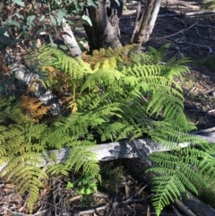 Hypolepis (genus) (A Ground Fern) at Lower Borough, NSW - 10 Jun 2024 by mcleana