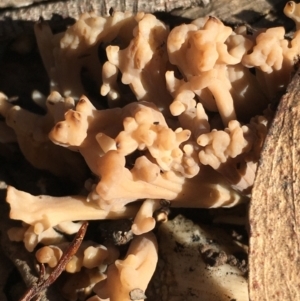 Clavulina sp. at Lower Borough, NSW - 10 Jun 2024