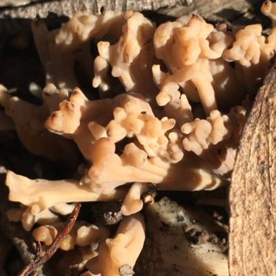 Clavulina sp. (A coral fungus) at Lower Borough, NSW - 10 Jun 2024 by mcleana