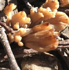 Clavulina sp. at Lower Borough, NSW - 10 Jun 2024