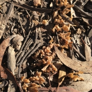 Clavulina sp. at Lower Borough, NSW - 10 Jun 2024