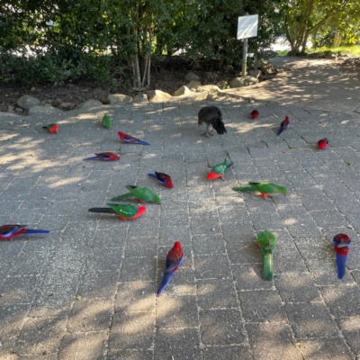 Alisterus scapularis (Australian King-Parrot) at suppressed - 10 Jun 2024 by Hejor1