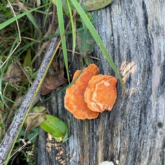 Trametes (old Pycnoporus sp.) (Scarlet Bracket) at O'Reilly, QLD - 10 Jun 2024 by Hejor1