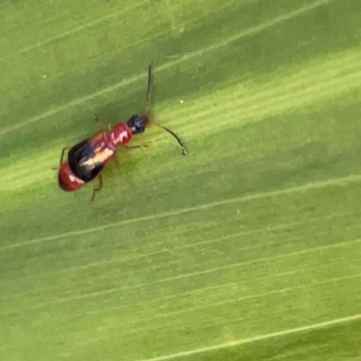 Coleoptera (order) at O'Reilly, QLD - 10 Jun 2024 by Hejor1