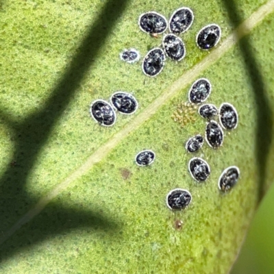 Aleurodicus sp. (genus) at O'Reilly, QLD - 10 Jun 2024 by Hejor1