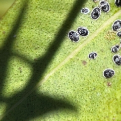 Aleyrodidae sp. (family) at O'Reilly, QLD - 10 Jun 2024 12:28 PM