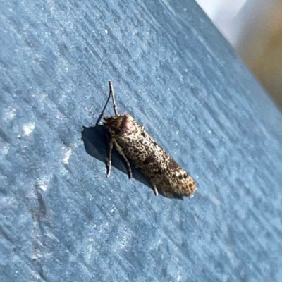 Gelechioidea (superfamily) (Unidentified Gelechioid moth) at O'Reilly, QLD - 10 Jun 2024 by Hejor1