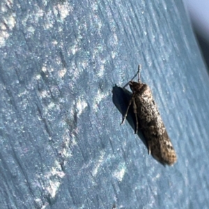 Gelechioidea (superfamily) at O'Reilly, QLD - 10 Jun 2024 11:22 AM