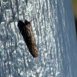 Gelechioidea (superfamily) at O'Reilly, QLD - 10 Jun 2024 11:22 AM