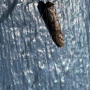 Gelechioidea (superfamily) at O'Reilly, QLD - 10 Jun 2024 11:22 AM