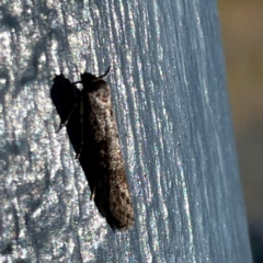 Gelechioidea (superfamily) at O'Reilly, QLD - 10 Jun 2024 11:22 AM