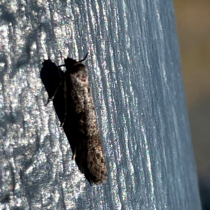 Gelechioidea (superfamily) at O'Reilly, QLD - 10 Jun 2024 11:22 AM