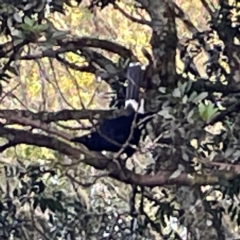 Strepera graculina (Pied Currawong) at O'Reilly, QLD - 10 Jun 2024 by Hejor1