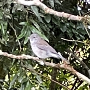 Colluricincla harmonica at O'Reilly, QLD - 10 Jun 2024