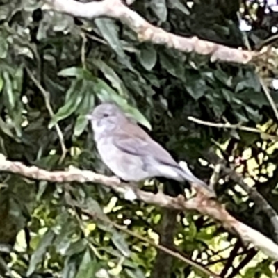 Colluricincla harmonica (Grey Shrikethrush) at O'Reilly, QLD - 10 Jun 2024 by Hejor1