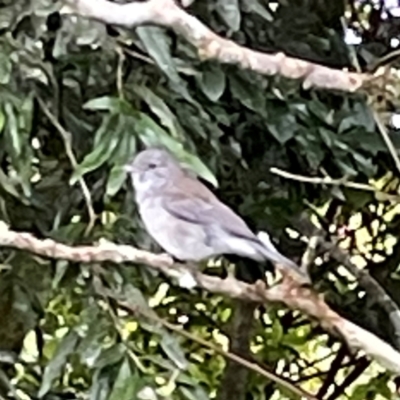 Colluricincla harmonica (Grey Shrikethrush) at O'Reilly, QLD - 9 Jun 2024 by Hejor1