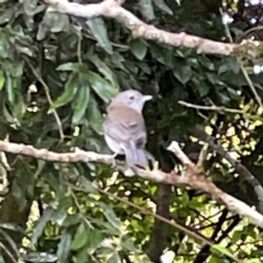 Colluricincla harmonica at O'Reilly, QLD - 10 Jun 2024 08:27 AM