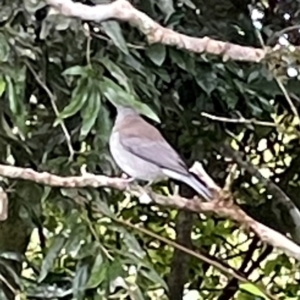 Colluricincla harmonica at O'Reilly, QLD - 10 Jun 2024