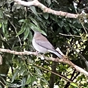 Colluricincla harmonica at O'Reilly, QLD - 10 Jun 2024 08:27 AM