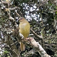 Ptilonorhynchus violaceus (Satin Bowerbird) at suppressed - 9 Jun 2024 by Hejor1