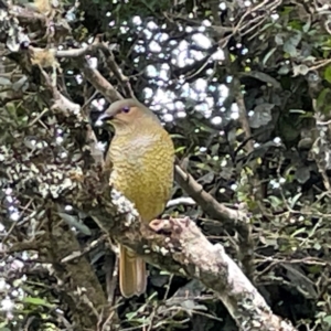 Ptilonorhynchus violaceus at O'Reilly, QLD - 10 Jun 2024 08:21 AM